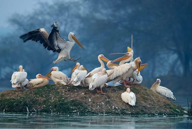 Bharat Bird Ssanctuary