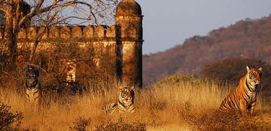 Jaipur Ranthambore Same Day Tour